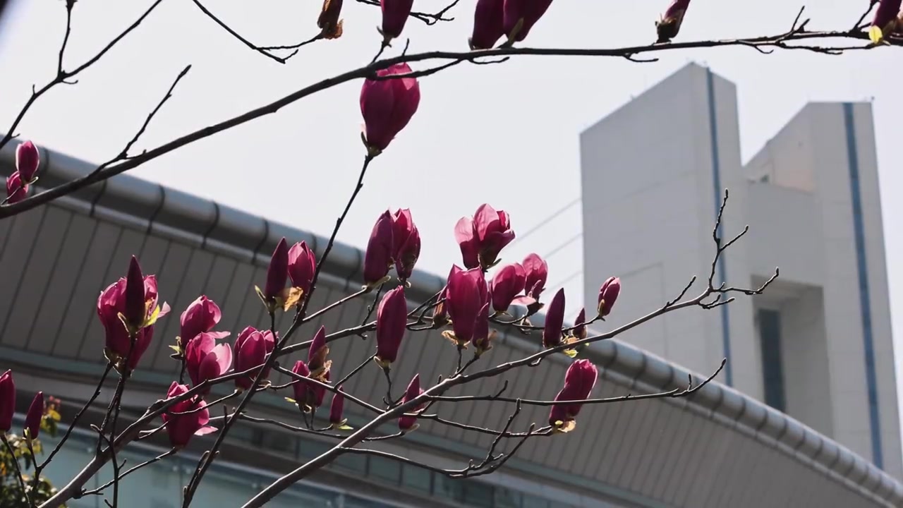 天博体育官方网站-2026中超联赛第2轮 浙江俱乐部1-1上海申花 Match Day比赛日纪实